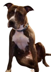 Our Pets - Healthy Hearts and Paws Project