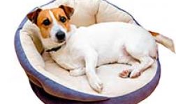 dog-bed dog-bed