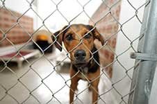 shelter-long-term shelter-long-term